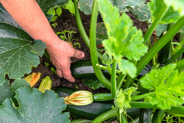 Harvesting of vegetables in farmer garden. Organic farming, picking zucchini from the plant