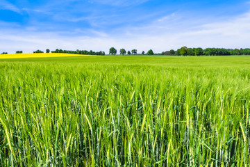 Green farm, landscape with crop of wheat on field in spring sunny weather © alicja neumiler