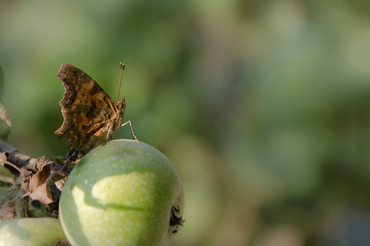 Butterfly sits on an apple