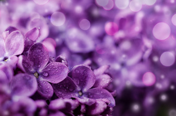 Naklejka na ściany i meble Close up picture of bright violet lilac flowers against beautiful sparkling bokeh background. Abstract romantic floral backdrop.
