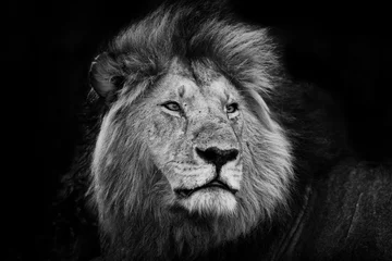 Foto auf Acrylglas Löwe Porträt eines der Black Rock Lions in der Masai Mara, Kenia