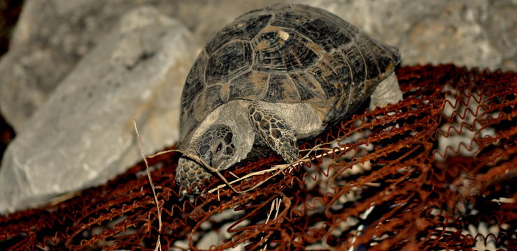 turtle on the beach
