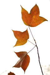 autumn leaves isolated on white background