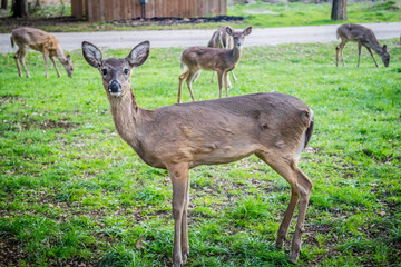A White-Tailed Deer in Lake Hills, Texas