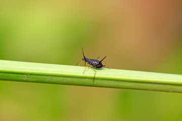 Black aphids on plants