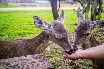 A White-Tailed Deer in Lake Hills, Texas
