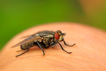 tachinid fly