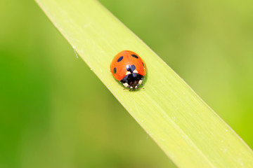 Ladybug on the grass