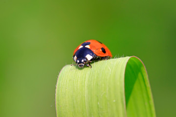 Ladybug on the grass