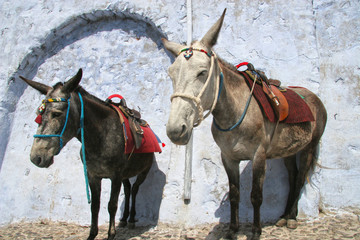 Two donkeys wait for riders to take up the mountain, Oia, Santorini, Greece.