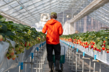 Fototapeta na wymiar Blured photo of a man havesting strawberry in nursery farm.