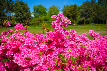 Fototapeta na wymiar Blooming meadow with pink flowers of rhododendron bushes
