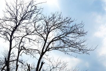 Obraz premium silhouette of a tree