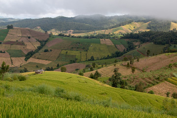 Obraz premium Beautiful landscape view of paddy rice field with mountain and mist background in the morning in Pa Bongpiang village,Chiangmai province,Thailand.selective focus.