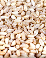 Wheat grains, background