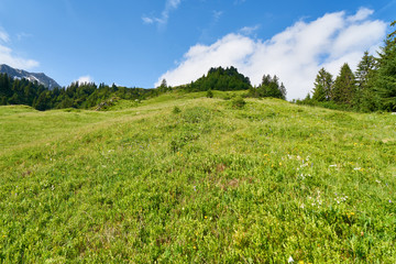 Grüne Wiese in den französischen Alpen