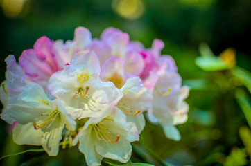 Blooming meadow with white flowers of rhododendron bushes
