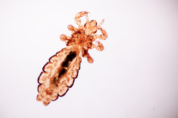 The head louse (Pediculus humanus capitis) is a parasite Live on the body, person or animal and live by sucking blood into food. - obrazy, fototapety, plakaty