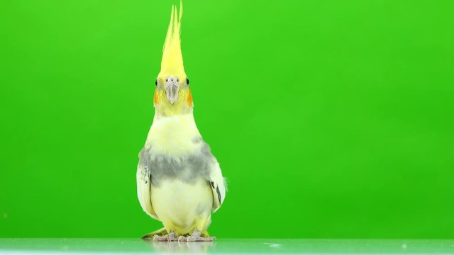 Corella parrot isolated on green screen