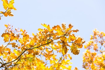 Colorful oak branch with leaves on blue sky background