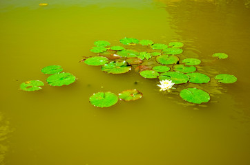 Obraz na płótnie Canvas white lily floating on a green water