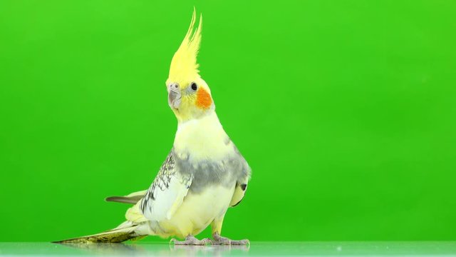 Corella parrot isolated on green screen