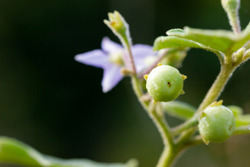 Solanum indicum on the tree in organic farm and morning sunlight.