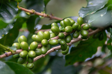Fresh green Coffee beans ripening on a tree  in Chiangmai province ,The North of Thailand.