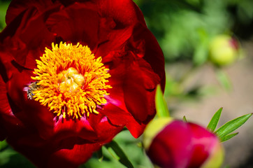 Tree peony blossoming in garden at spring. Macro