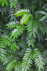 background of fern leaves