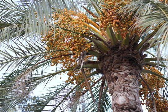 Ripe Dates Harvest On The Palm Tree