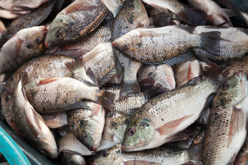 Obraz premium Fish catch. Sargo or white seabream fishes lay in box