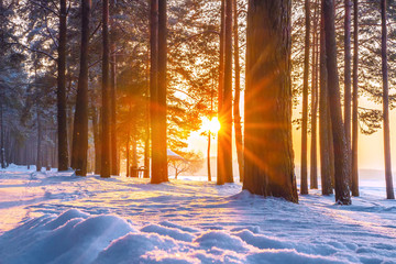 Winter nature with morning sun rays