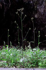 flowers in the forest