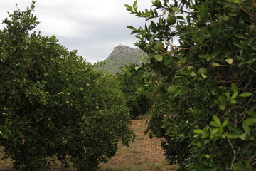oranges trees on a background of mountains