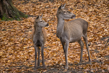 Rothirschkuh mit Kalb
