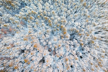 Winter background. Aerial shot of Snowy forest