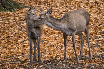 Rothirschkuh mit Kalb