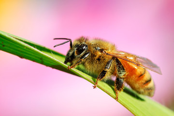 bees on the flowers