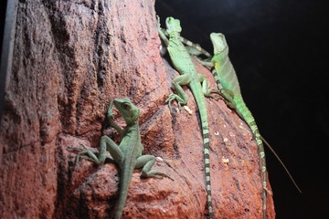 lizard