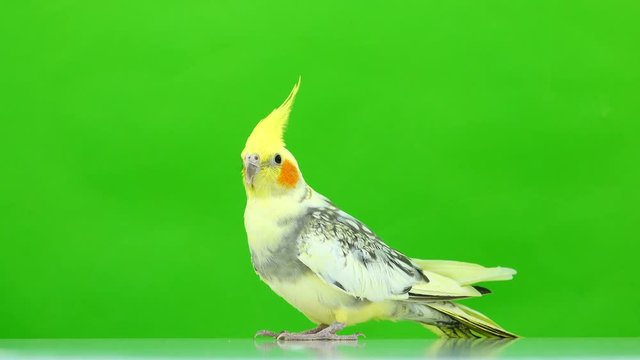 Corella parrot isolated on green screen
