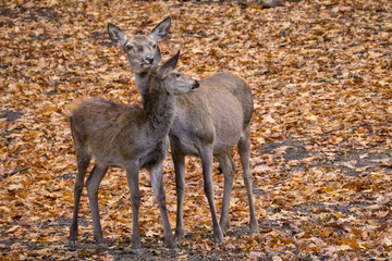 Rothirschkuh mit Kalb
