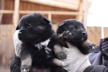 two puppies in a hand