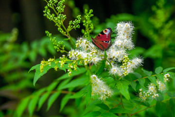 The day butterfly Peacock eye feeds on the inflorescence of a plant meadowsweet.