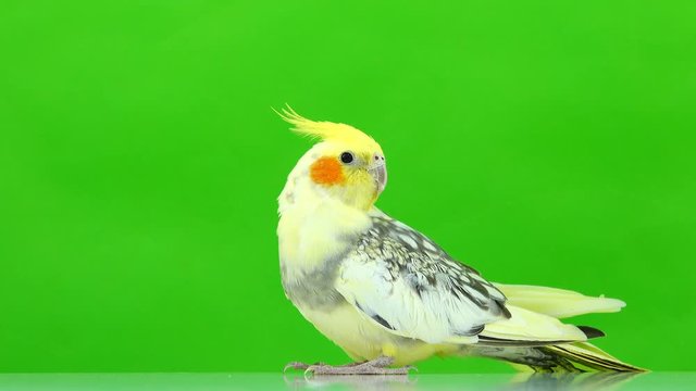 Corella parrot isolated on green screen