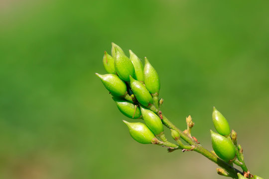 Syzygium Aromaticum Seeds