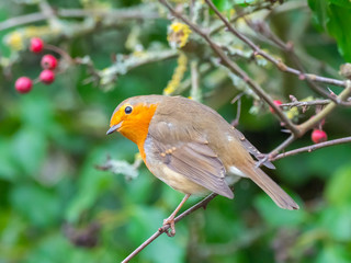 Robin on a Branch