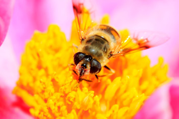 hoverfly on the yellow flowers