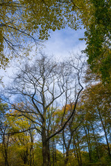 Gelb verfärbtes Herbstlaub
