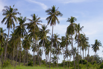 Fototapeta na wymiar palm forest